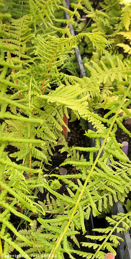 Athyrium filix-femina 'Victoriae', soreahiirenporras